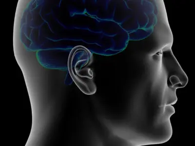 computerized image of a brain