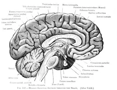 labeled parts of the brain for education