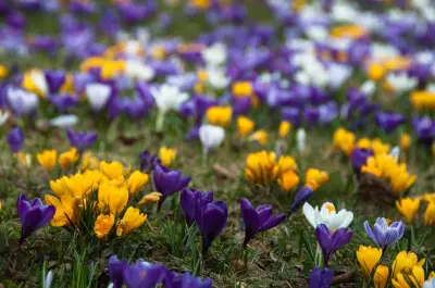 purple, yellow, and white flowers in a field