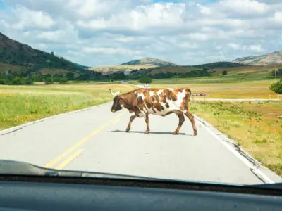 a cow walking across the street in front of a driver