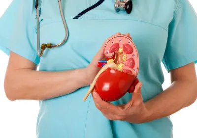 doctor holding a teaching model of a kidney