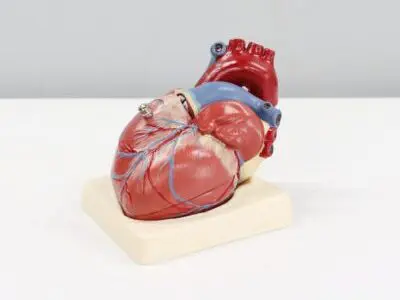 model of the human heart