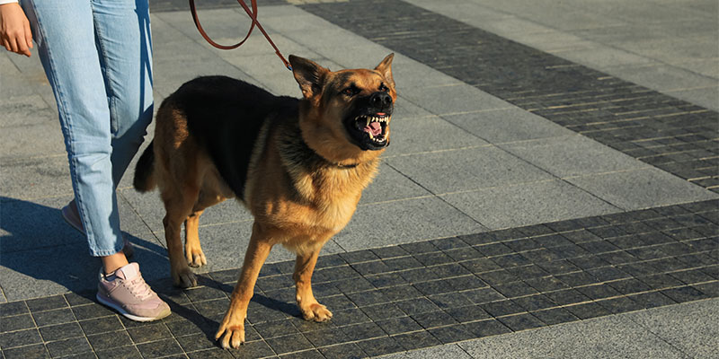 dog on leash baring teeth while standing next to a person